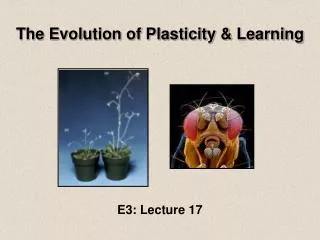 The Evolution of Plasticity &amp; Learning