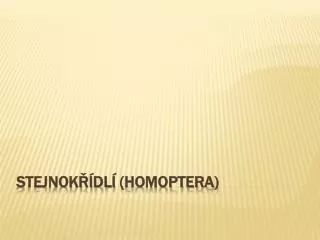 stejnok dl homoptera