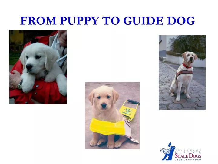 from puppy to guide dog
