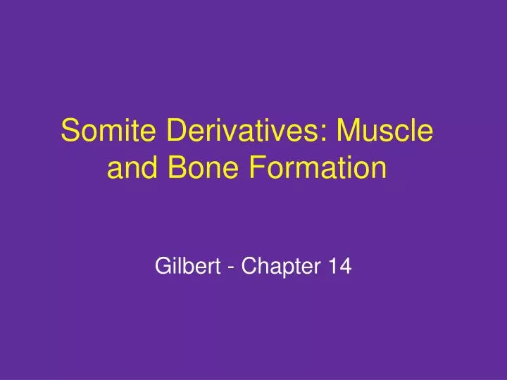 somite derivatives muscle and bone formation