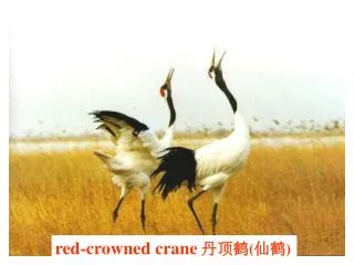 red-crowned crane ??? ( ?? )