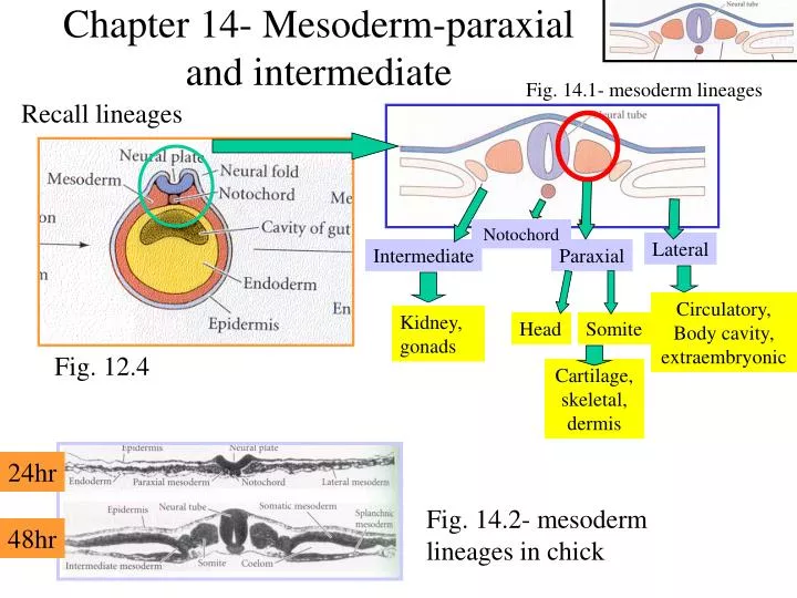 chapter 14 mesoderm paraxial and intermediate