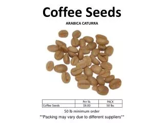 Coffee Seeds ARABICA CATURRA