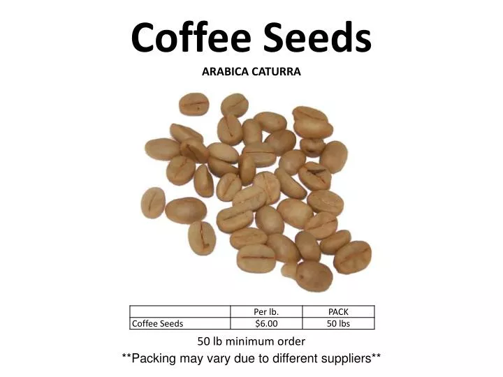 coffee seeds arabica caturra