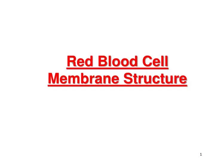 red blood cell membrane structure