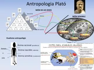 antropologia plat