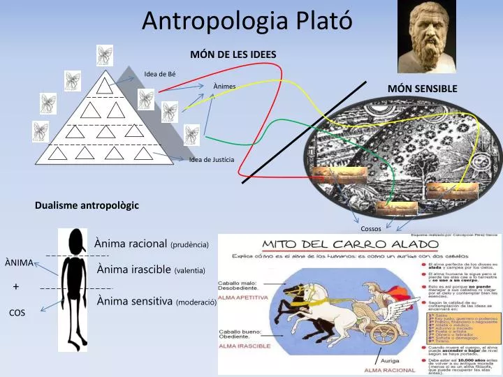 antropologia plat
