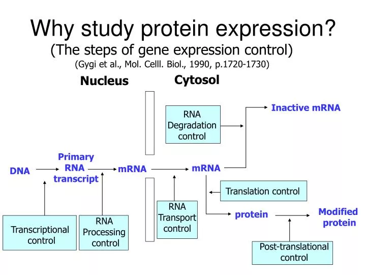 why study protein expression