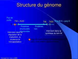 structure du g nome