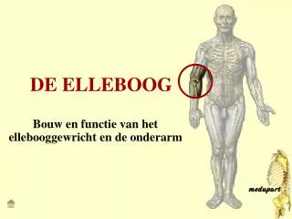 de elleboog