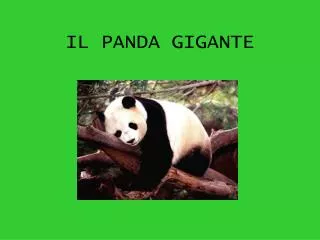 il panda gigante