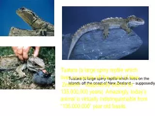 Tuatara (a large spiny reptile which lives on the