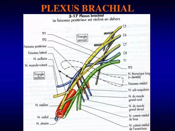 plexus brachial