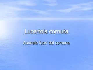 lucertola cornuta