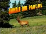 ANIMALE DIN PADURE - slide 1