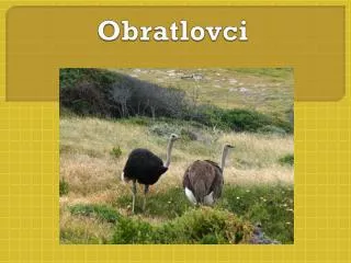 obratlovci