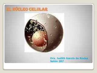 el n cleo celular