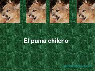 el puma chileno