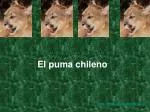 El puma chileno - slide 1