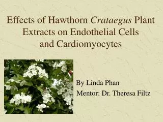 Effects of Hawthorn Crataegus Plant Extracts on Endothelial Cells and Cardiomyocytes