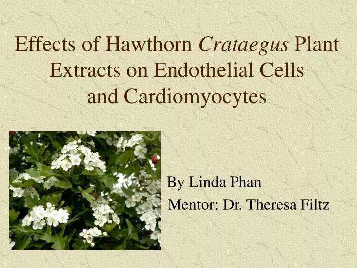 effects of hawthorn crataegus plant extracts on endothelial cells and cardiomyocytes