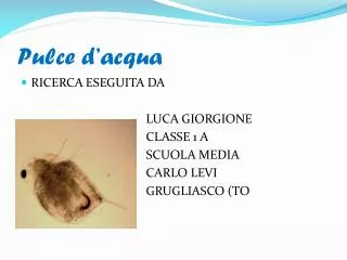 pulce d acqua