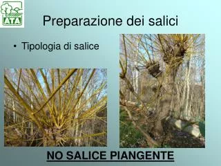 preparazione dei salici