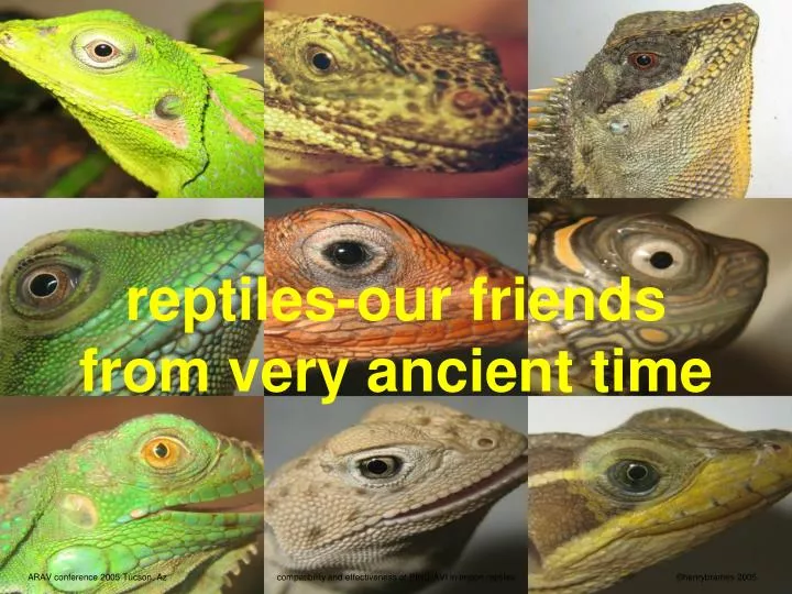 reptiles our friends from very ancient time