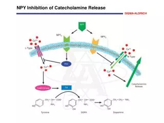 NPY Inhibition of Catecholamine Release