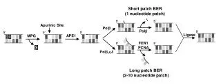 Long patch BER (2-10 nucleotide patch)