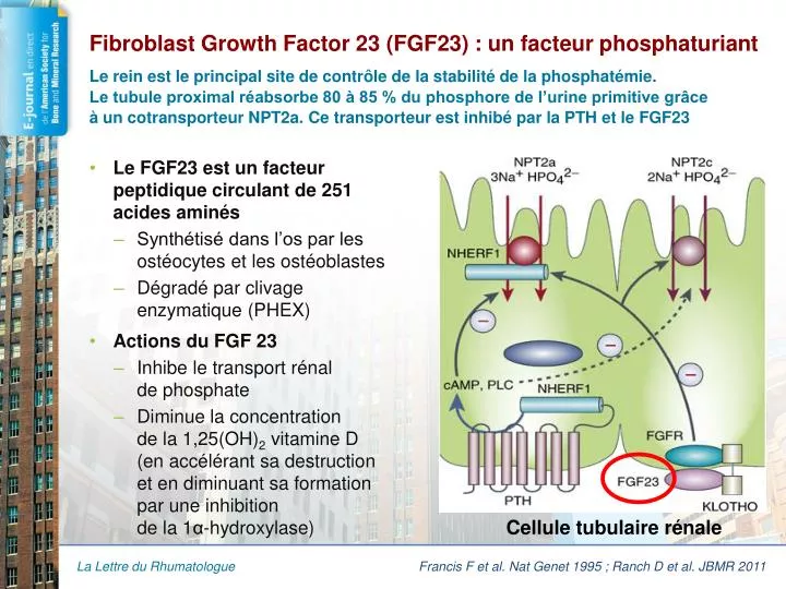 fibroblast growth factor 23 fgf23 un facteur phosphaturiant