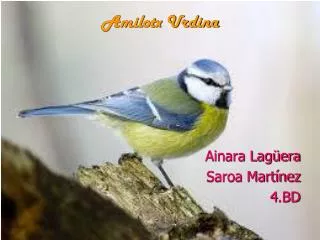 amilotx urdina