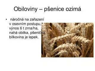 obiloviny p enice ozim