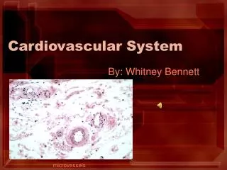 Cardiovascular System