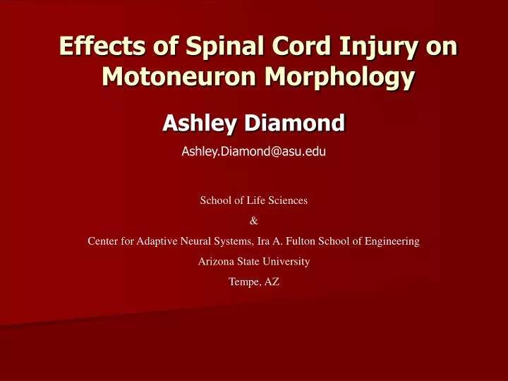 effects of spinal cord injury on motoneuron morphology
