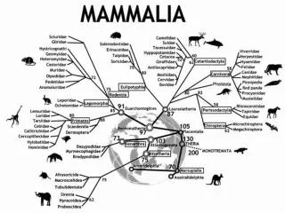 Mammalian Classification