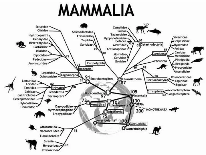 mammalian classification
