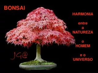 bonsai
