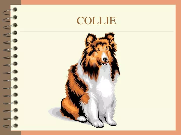 collie