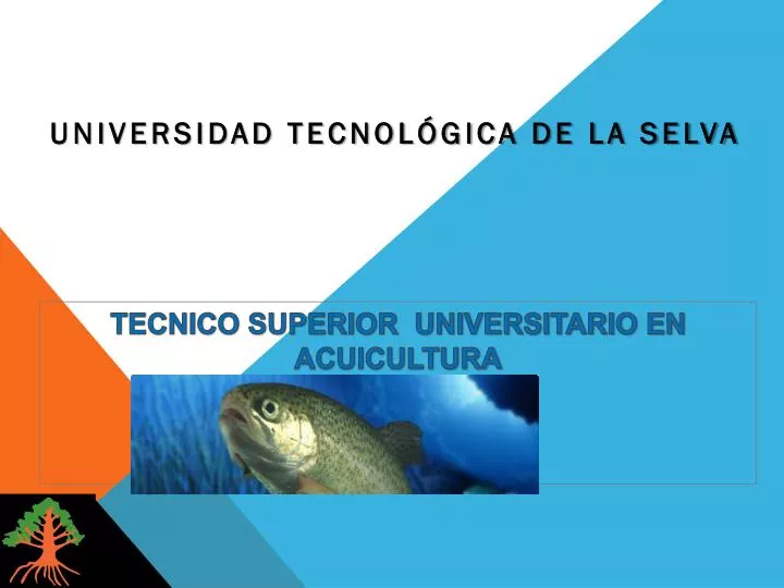 universidad tecnol gica de la selva