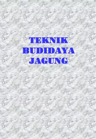 teknik budidaya jagung