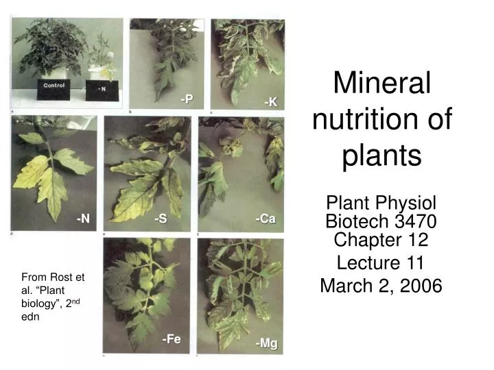 mineral nutrition of plants
