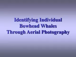 Identifying Individual Bowhead Whales Through Aerial Photography