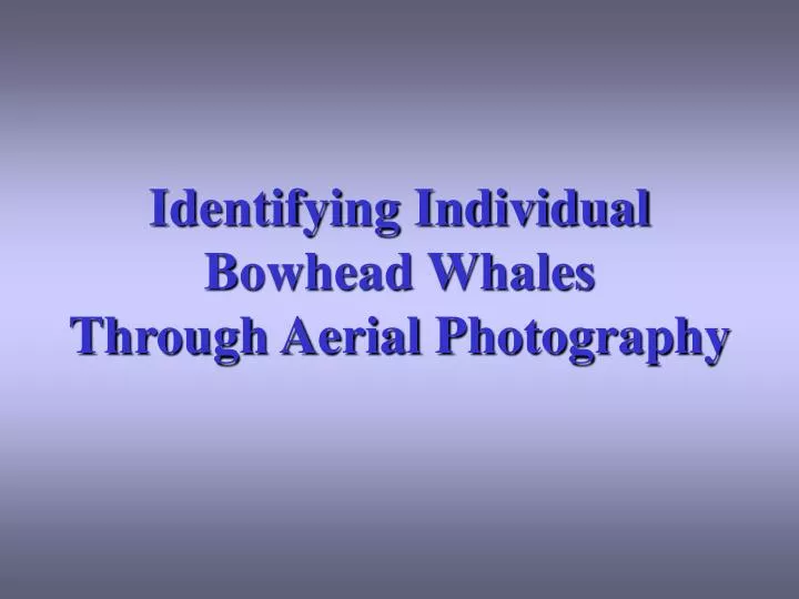 identifying individual bowhead whales through aerial photography