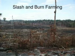 Slash and Burn Farming