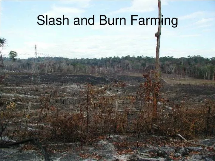 slash and burn farming