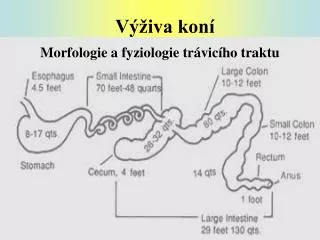 v iva kon