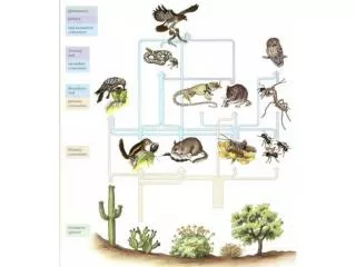How many known species are there in the world?