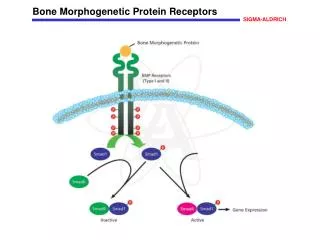Bone Morphogenetic Protein Receptors