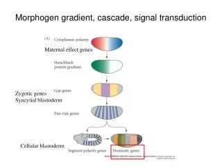 Morphogen gradient, cascade, signal transduction